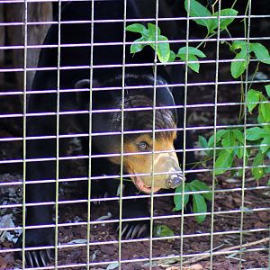 'Maly' the Sun Bear (Helarctos malayanus)