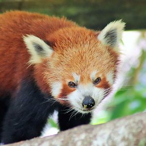 Red Panda (Ailurus fulgens)