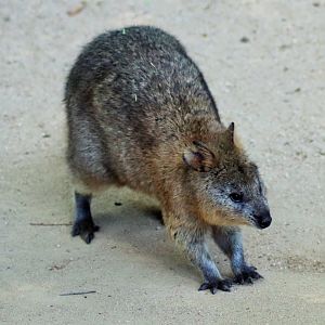 Quokka (Setonix brachyurus)