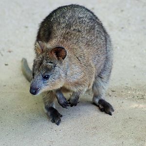 Quokka (Setonix brachyurus)