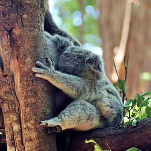 Koala Joey