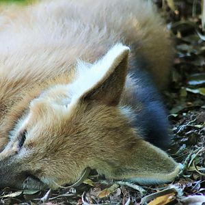 Maned Wolf (Chrysocyon brachyurus)