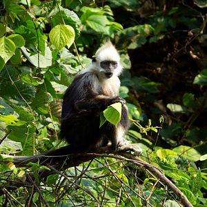 White-headed langur