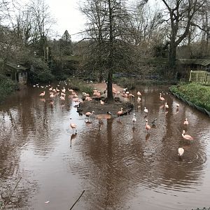 Chilean flamingos 050119