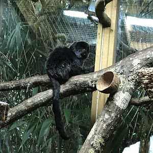 Goeldi's monkey 050119