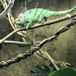 Tropical House - Parson's chameleon 050119