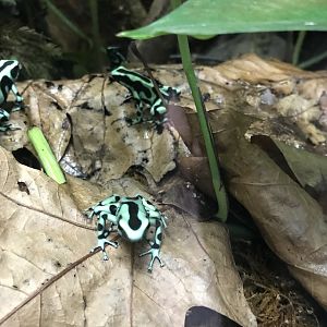Tropical House - Green and black poison dart frogs 050119