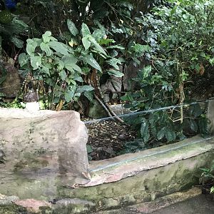 Tropical House - Tortoise exhibit 050119