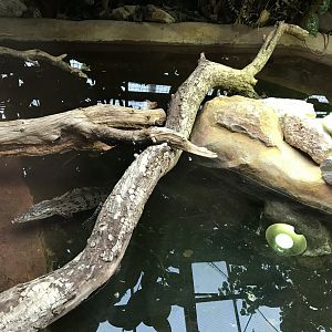 Tropical House - Cuban crocodile exhibit 050119