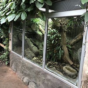 Tropical House - Beaded lizard exhibit 050119