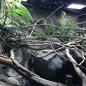 Tropical House - Caiman lizards and river turtles 050119