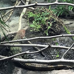 Tropical House - Northern caiman lizard 050119