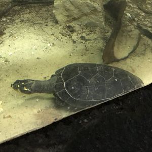 Tropical House - Yellow-spotted river turtle 050119