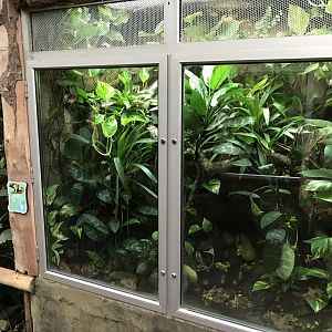 Tropical House - Yellow-banded poison dart frog exhibit 050119