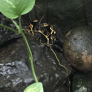 Tropical House - Yellow-banded poison dart frog 050119