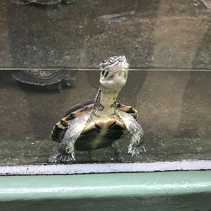 Tropical House - Annam leaf turtle 050119