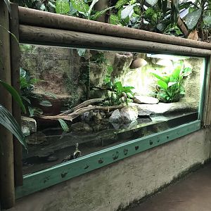 Tropical House - turtle exhibit 050119