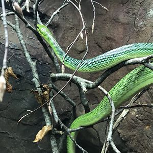 Tropical House - Red-tailed rat snake 050119