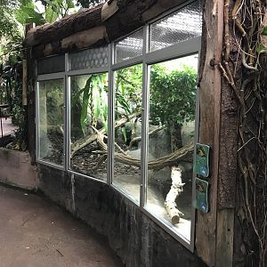 Tropical House - Mangrove monitor exhibit 050119