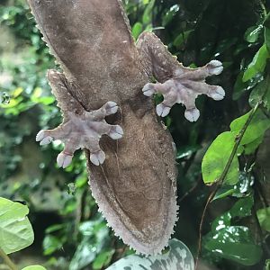 Tropical House - Common fat-tailed gecko 050119
