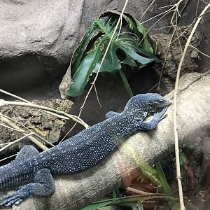 Tropical House - Blue tree monitor 050119