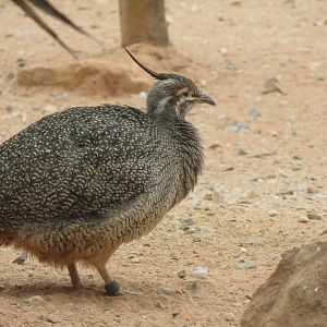Desert House - Elegant crested tinamou 050119