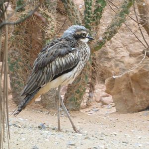Desert House - Bush thick-knee 050119