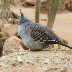 Desert House - Crested pigeon 050119
