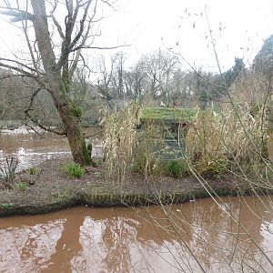 Cotton-top tamarin island 050119