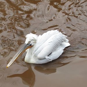 Dalmatian pelican 050119
