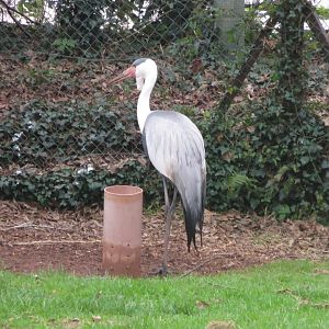 Wattled crane 050119