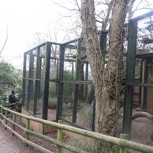Owl aviaries 050119