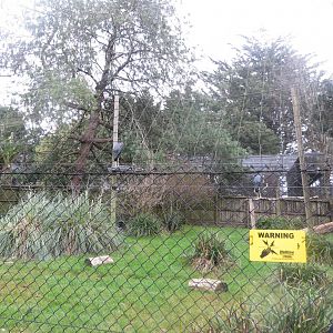 Lesser adjutant exhibit 050119