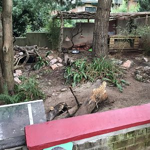 Short-beaked echidna exhibit 050119