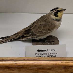 Horned lark (Eremophila alpestris)