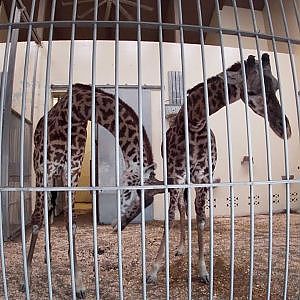 Video of Giraffes (Lightly) Necking