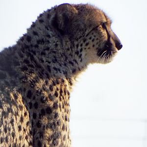 Cheetah Hamerton Zoo Park
