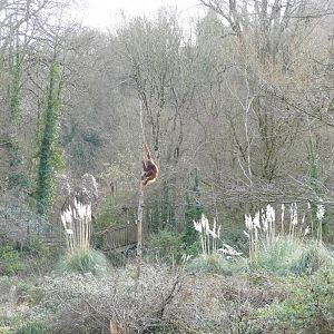 Bornean orangutan, January 2019