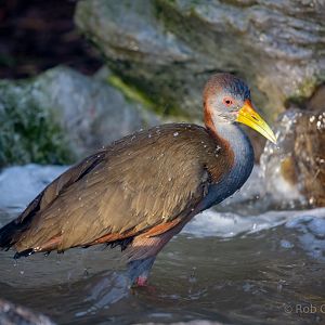 Giant wood-rail : Hamerton : 22 Dec 2018