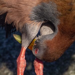 Giant wood-rail : Hamerton : 22 Dec 2018