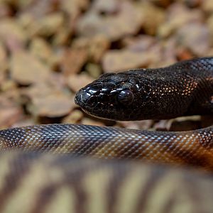 Black-headed python : Hamerton : 22 Dec 2018