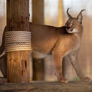 Caracal : Hamerton : 22 Dec 2018