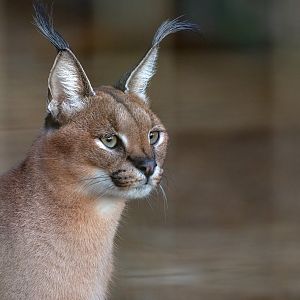 Caracal : Hamerton : 22 Dec 2018