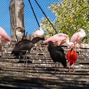 Amazonia aviary birds on roof (Oct 13th, 2018)