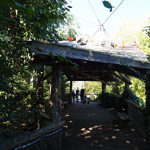 View in Amazonia aviary (Oct 13th, 2018)