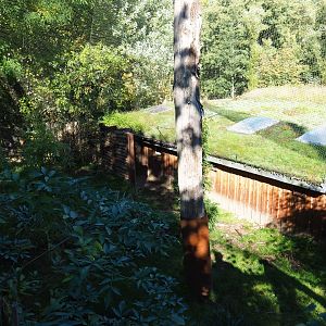 Giant anteater - Azara's agouti house and exhibit (Oct 13th, 2018)