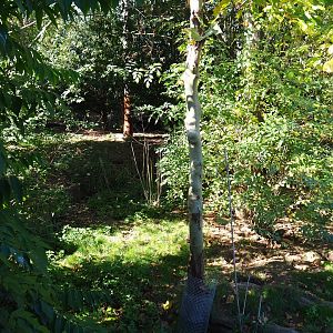 Giant anteater - Azara's agouti aviary (Oct 13th, 2018)