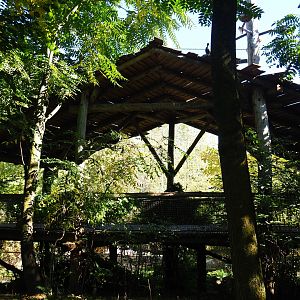 Shelter in the Amazonia aviary (Oct 13th, 2018)