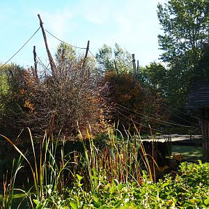 Woolly monkey island (Oct 13th, 2018)