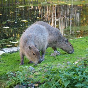 Capybaras (Hydrochoerus hydrochaeris), Oct 13th, 2018